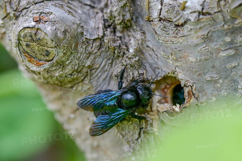 Apidae, bees, blue wood bee, large wood bee, hymenoptera, violet-winged wood bee, xylocopa violacea, brood cave, insects, nesting cave, violet carpenter bee