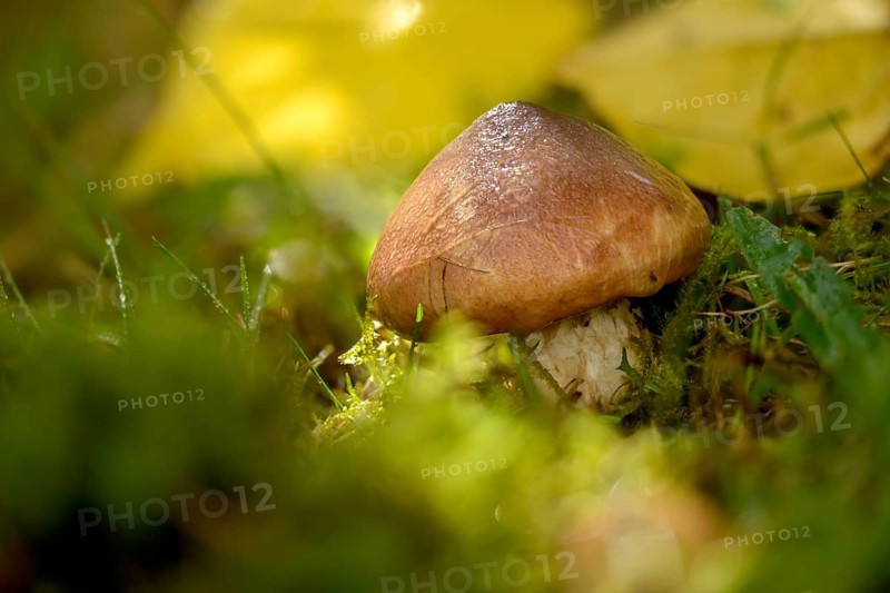 Butter bolete, butter mushroom, slippery jack, suillus luteus, fungi, fungus, mushrooms