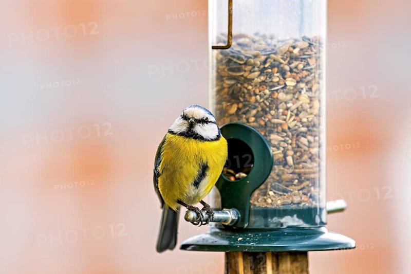 A tit is perched at a bird feeder. The background is out of focus, which draws the eye to the bird. A blue tit near Herleshausen in Germany (Cyanistes caeruleus)