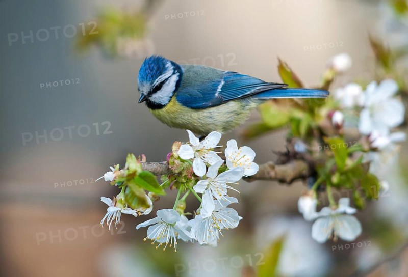 Blue tit, parus caeruleus, birds, spring, meadow orchard, tits, passeri, songbirds, songbirds, jump, orchard, tits, birds