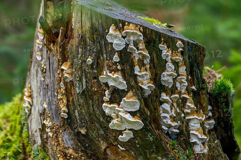 Antrodia serialis, Neoantrodia serialis, Polyporus callosus, Polyporus serialis, rowed brown rot, rowed tramete, white spongy red, fungi, fungus, mushrooms