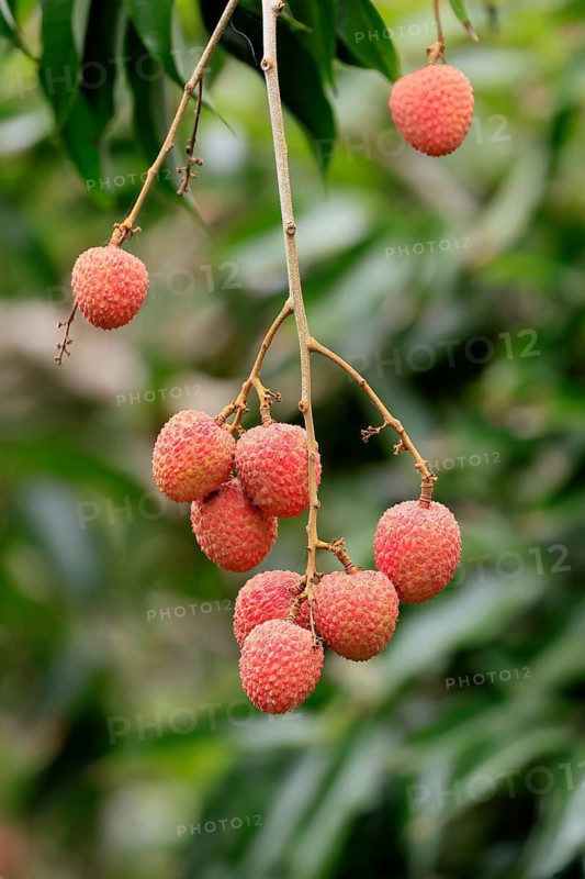Lychee tree (Litchi chinensis), lychee tree, fruit, ripe, on the tree, Monzi, KwaZulu-Natal, South Africa