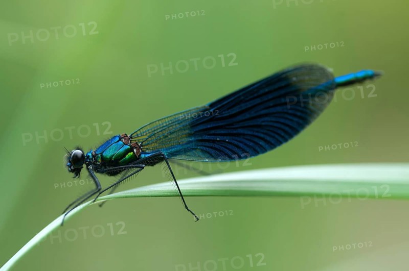 Banded demoiselle, calopteryx splendens, banded dragonfly, damselflies, dragonflies, insects, dragonflies, male, odonata, zygoptera