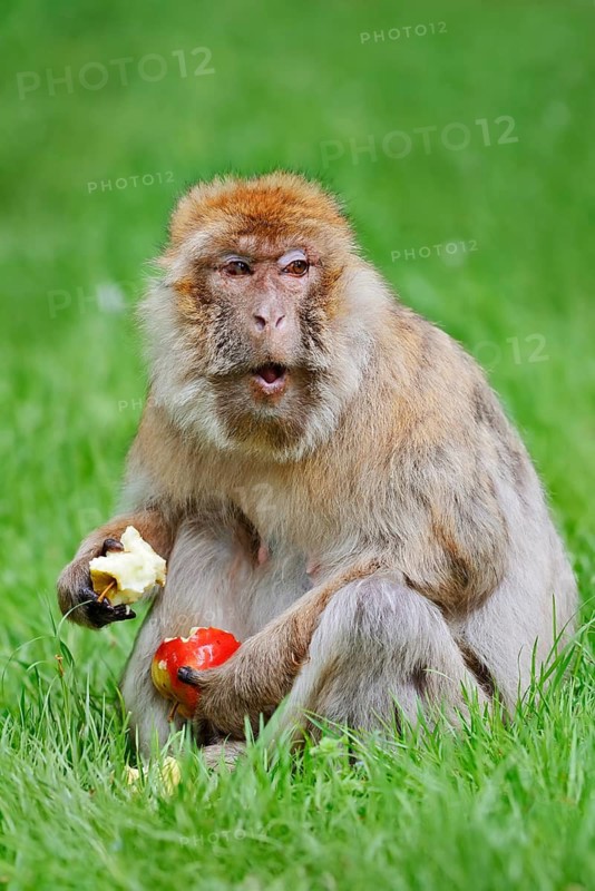 Barbary macaque or magot (Macaca sylvanus), female sits in a meadow and eats an apple, found in Morocco, Algeria and Gibraltar