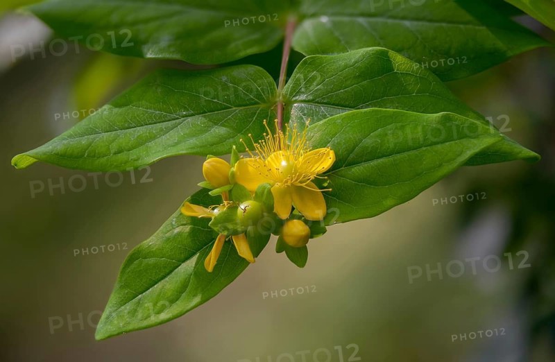 Blood St. John's Wort, Hypericum Androsaemum, St. John's Wort, Man's Blood, Flora, Plants, Shrubby St. John's Wort, Sweet Amber, Tutsan