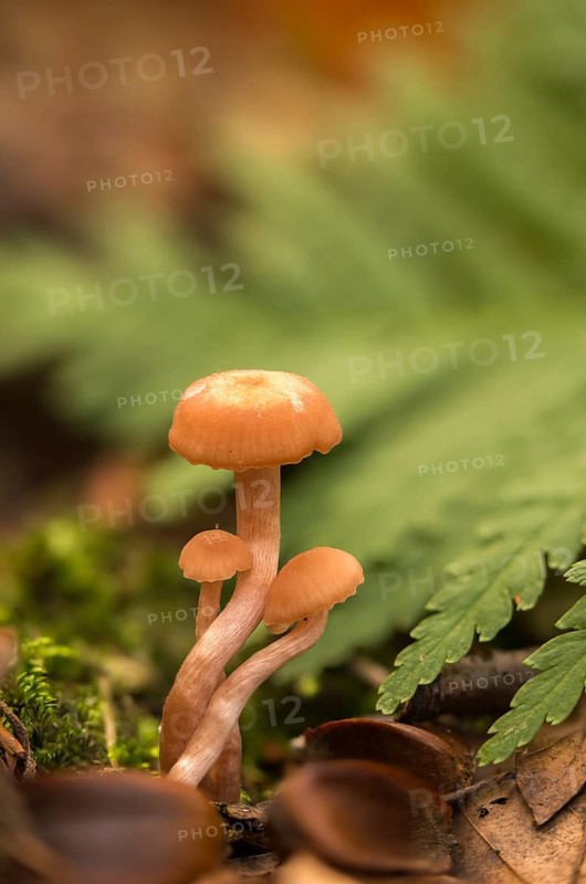 Agaricus prolixus, clitocybe distorta, collybia distorta, collybia prolixa, rose-stalked rosacea, rose-stalked turnip, marasmius distortus, rhodocollybia prolixa, toothed toughshank, twisted turnip, rooting large turnip, fungi, fungus, high size, portrait, mushrooms