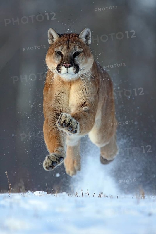 Cougar (Felis concolor), Minnesota, USA: A Cougar leaps energetically through the deep snow