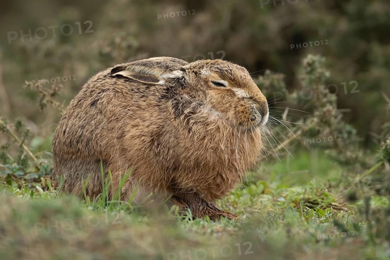 European brown hare (Lepus europaeus) adult animal sleeping in grassland, England, United Kingdom