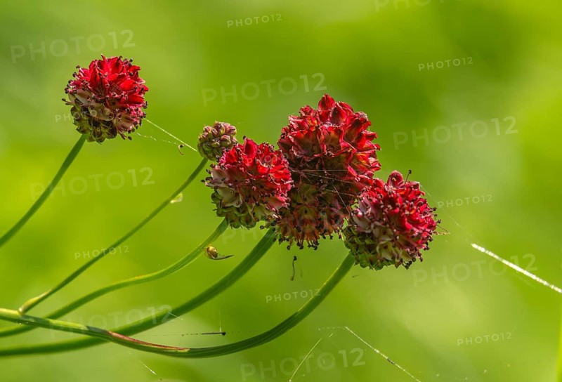Large meadow button, rosaceae, rose family, sanguisorba officinalis, meadow button, flora, plants, plants