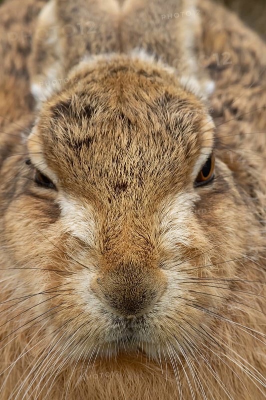 European brown hare (Lepus europaeus) adult animal head portrait, England, United Kingdom