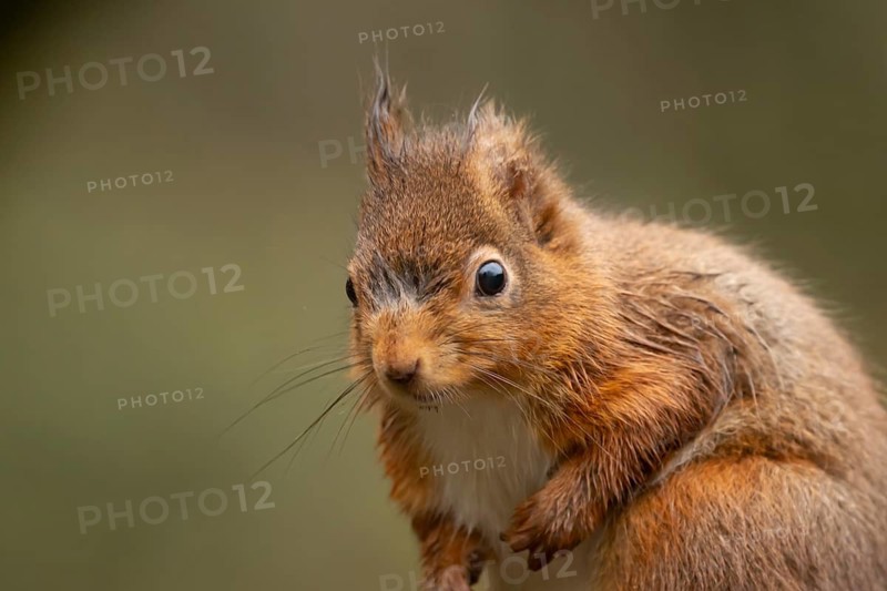 Red squirrel (Sciurus vulgaris) adult animal head portrait, England, United Kingdom