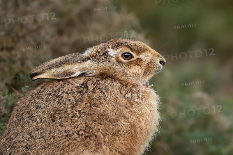 European brown hare (Lepus europaeus) adult sleepy animal yawning in grassland, England, United Kingdom