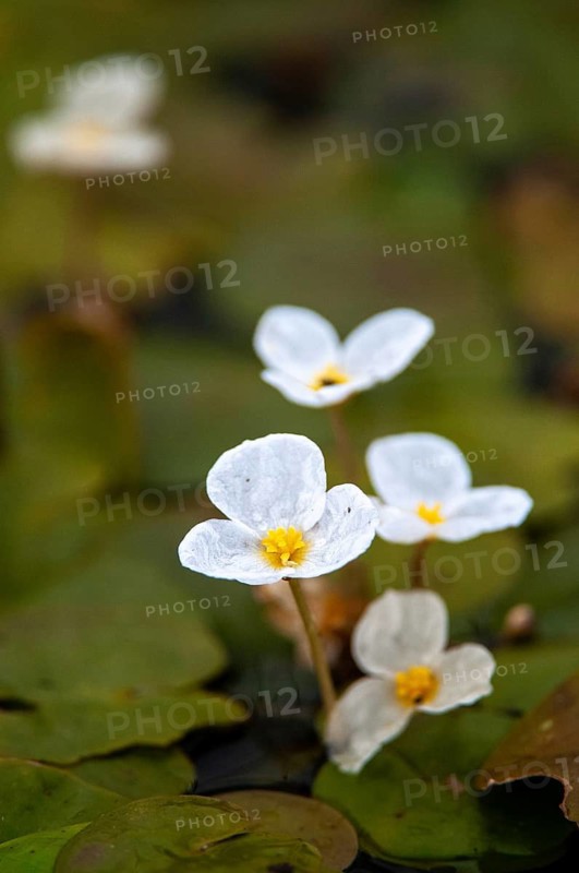 European Frog's-Bit, European Frogbite, Frogbite, Hydrocharis Morsus-Ranae, Common Frogbit, Flora, Frogbit, High Size, Portrait, Plants, Plants