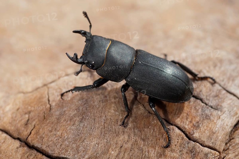 Beetle beetle, dorcus parallelipipedus, lesser stag beetle, beetle, coleoptera, insects, beetles, males, males