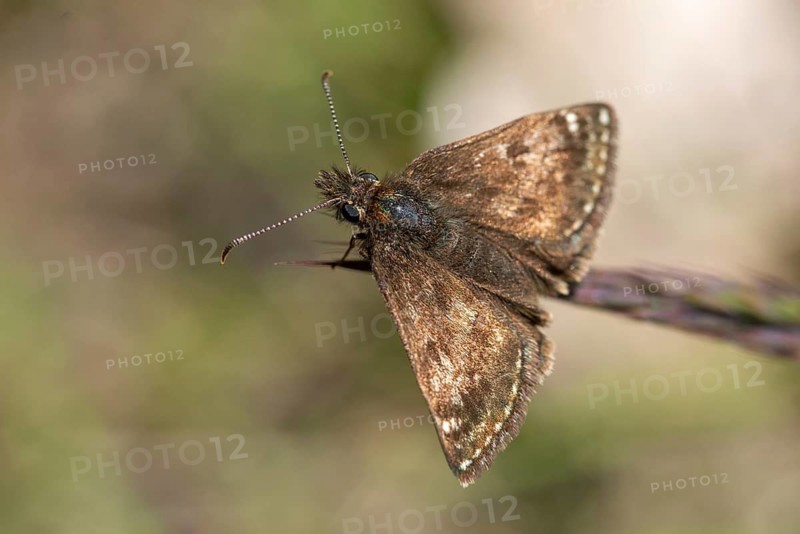 Brandenburg, Germany, dingy skipper, dark-headed butterfly, Erynnis day, crown-wit, nabu project, national natural heritage, natural paradise Grünhaus, post-mining landscape, butterfly, thick-headed butterfly, greenhouse, insects, butterfly, butterflies, butterflies