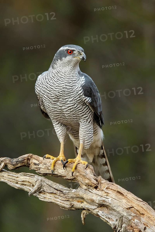 Northern Goshawk (Accipiter gentilis), adult male, Castile and Leon, Spain