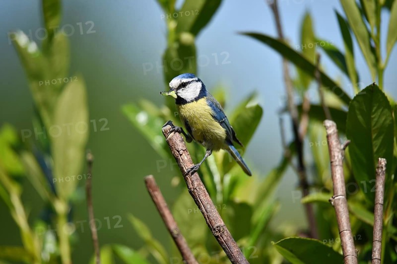 A blue tit on a branch with green foliage in bright daylight, blue tit Cyanistes caeruleus) with caterpillar in its beak