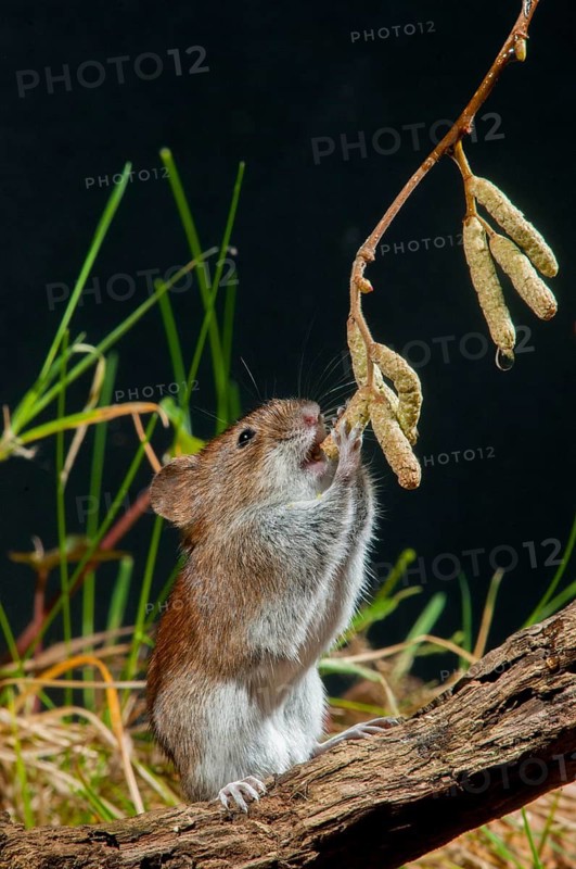 Bank vole, Clethrionomys glareolus, myodes glareolus, rodents, rodentia, rubella, wood vole, high size, portrait format, mammals, mouse, muroids, rodents, mammals, vole