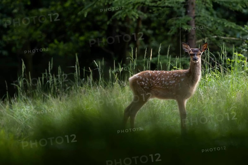 A sudden movement did not go unnoticed by the red deer fawn (Cervus elaphus) – sweet, cute, baby animal, young, July, Denmark