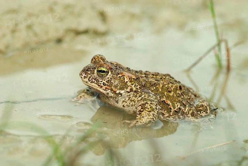 Brandenburg, Bufo Calamita, Epidalea Calamita, Germany, Toad, Nabu, Natterjack Toad, amphibians, amphibians, post-mining landscape, green house, toads, amphibians, toads