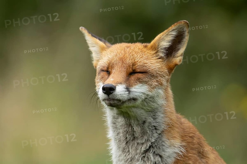 Red fox (Vulpes vulpes) sleepy adult animal with its eyes closed, England, United Kingdom