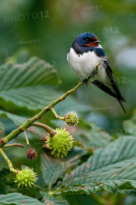 Hirundo rustica, house martin, barn swallow, birds, high size, portrait format, passeri, swallows, songbirds, birds