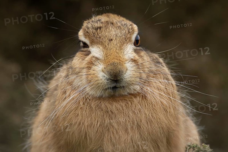 European brown hare (Lepus europaeus) adult animal head portrait, England, United Kingdom