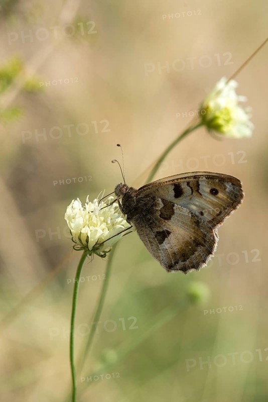Alpine Witch, Mountain Witch, Chazara Briseis, Hermit, Steppe Porter, Butterfly, High Size, Portrait, Insects, Butterflies, Butterflies