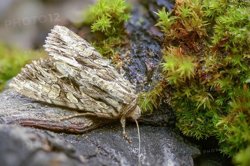 Apamea monoglypha, grass clump owl, root eater, dark arches, insects, moths, moths, butterflies