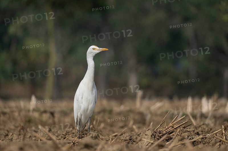 Cattle Egret (Bubulcus ibis) standing in a harvested paddy field, Sreepur, Gazipur, Bangladesh