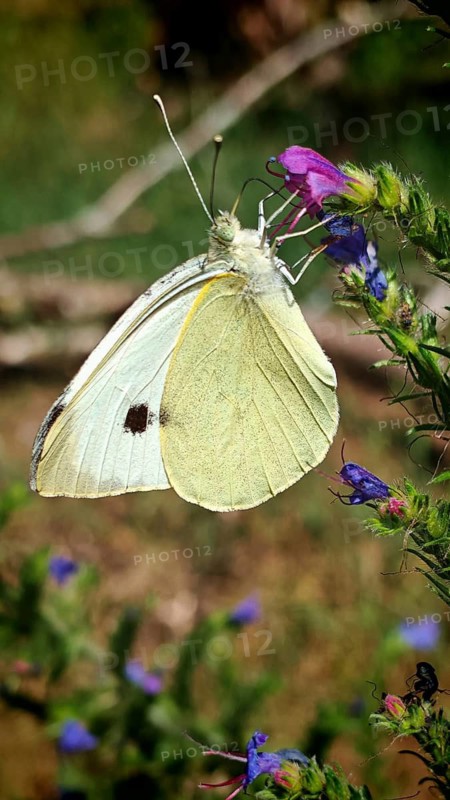 Yellow butterfly, white butterfly (Pieridae) on a pink flower in its natural habitat, close-up, Rennsteig, Thuringian Slate Mountains nature park Park, Upper Saale