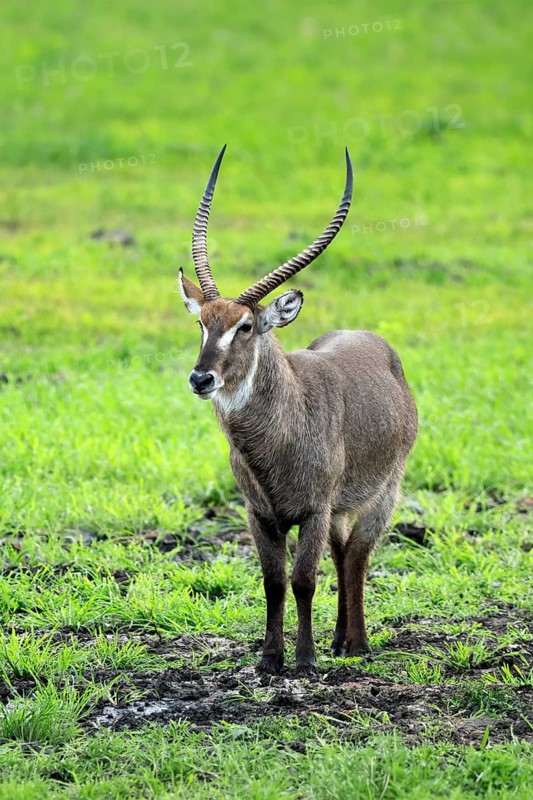Elliptical waterbuck (Kobus ellipsiprymnus), adult, male, standing, alert, Kruger National Park, South Africa