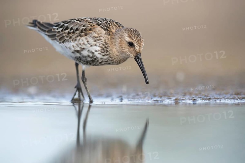 Dunlin (Calidris alpina) foraging, Mecklenburg-Western Pomerania, Germany
