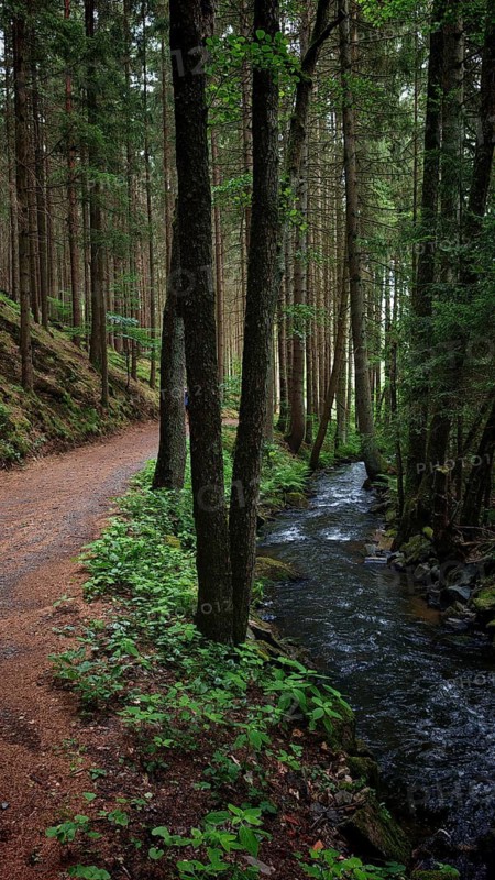 A hiking trail runs next to a small stream in a dense forest, Fichtelgebirge nature park Park, Upper Franconia