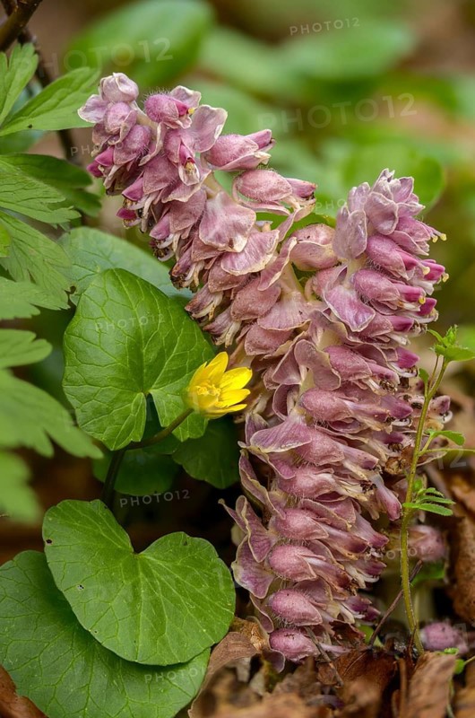 Upright scale root, brown root, common scale root, Lathraea squamaria, scale root, scrophulariaceae, common toothwort, flora, high size, vertical format, plants, plants