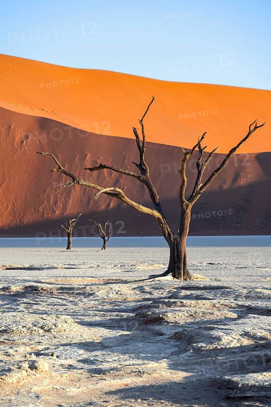 Dead camel thorn trees (Vachellia erioloba), red sand dunes, white salt pan, Dead Vlei, Sossusvlei, Namib Desert, Namib-Naukluft Park, Namibia