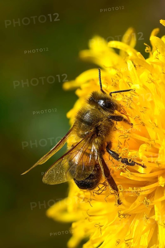 Apidae, apis mellifera, bees, European honey bee, European honeybee, hymenoptera, western honey bee, western honey bee, high size, portrait format, honey bee, honeybee, insects, insects