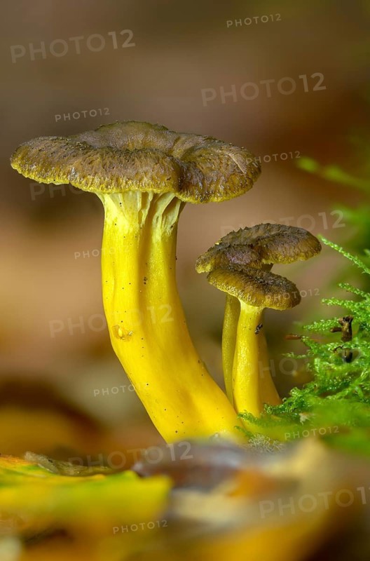 Cantharellus infundibuliformis, craterellus tubaeformis, pierced perch, funnel chanterelle, yellow-stemmed trumpet chanterelle, autumn chanterelle, trumpet chanterelle, yellowfoot, fungi, fungus, high size, portrait format, mushrooms, winter mushroom