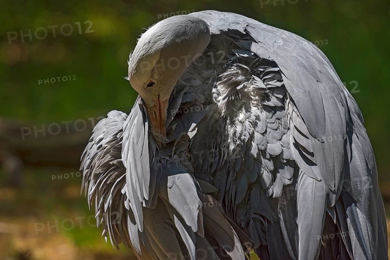 A paradise crane (Anthropoides paradisea) preening itself, Nuremberg Zoo, Middle Franconia, Bavaria, Germany