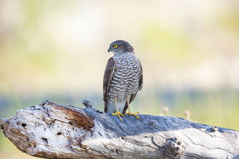 Sparrowhawk (Accipiter nisus) Germany