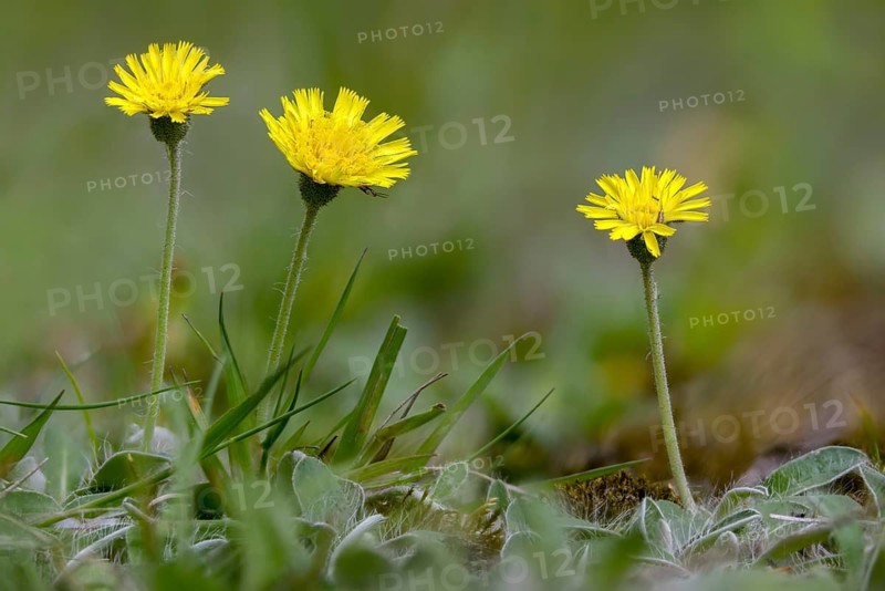 Asteraceae, hawkweed, hieracium pilosella, small hawkweed, daisy, long-haired hawkweed, mouse-ear hawkweed, pilosella officinarum, flora, mouse-ear hawkweed, plants, plants