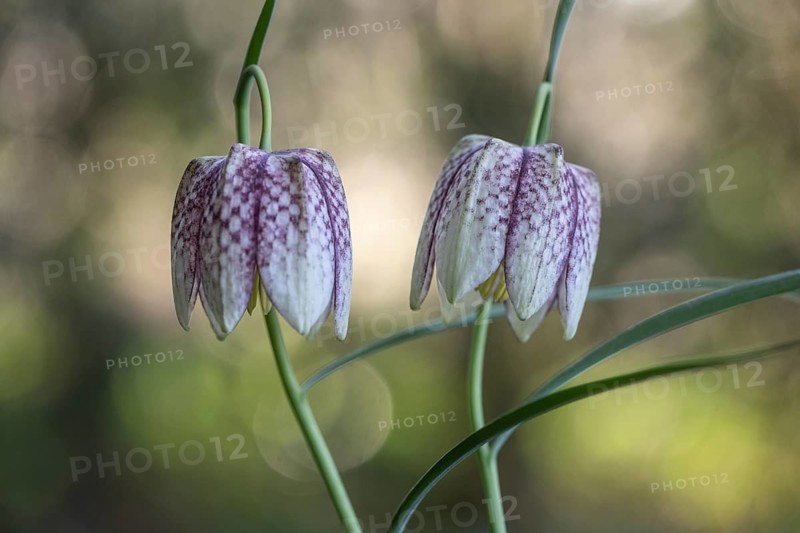 Snake's Head Fritillary (Fritillaria meleagris), Emsland, Lower Saxony, Germany