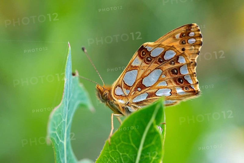 Argynnis Lathonia, Issoria Lathonia, Little Mother of Pearl Butterfly, Queen of Spain Fritillary, Butterfly, Insects, Butterfly, Butterflies