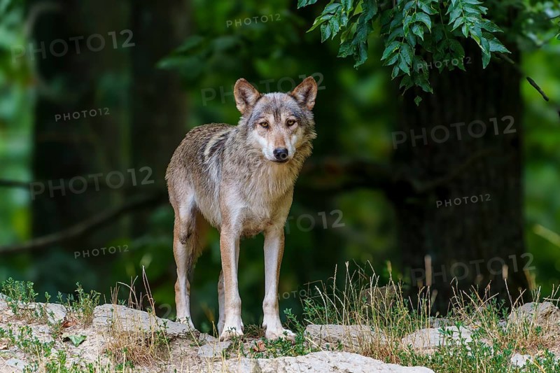 Timberwolf, wolf, American wolf (Canis lupus lycaon), Germany. A wolf stands alertly in the forest in front of a tree, surrounded by dense vegetation