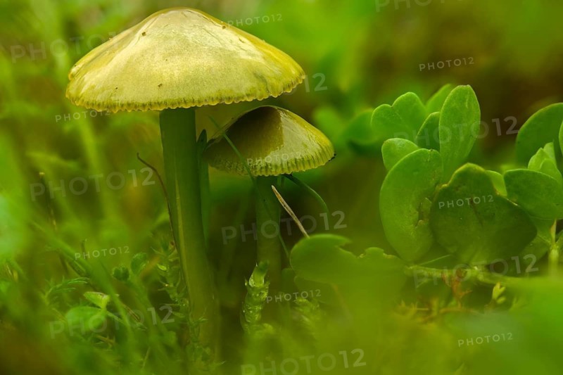 Gliophorus psittacinus, hygrocybe psittacina, parrot sapling, parrot green sapling, Parrot waxcap, sapling, arrot toadstool, fungi, mushrooms