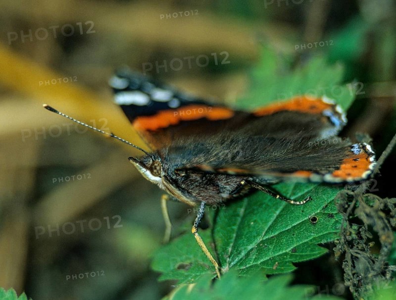 Admiral, Red Admiral, Vanessa Atalanta, Butterfly, Insects, Insects, Leo, Butterfly, Butterflies