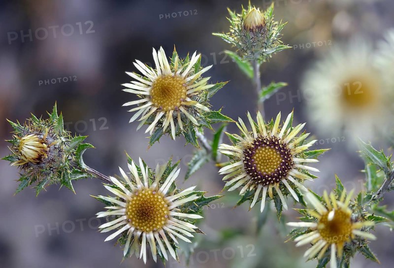 Asteraceae, Brandenburg, Carlina vulgaris, Germany, common weather thistle, golden thistle, small boar root, daisy, nabu project, national natural heritage, natural paradise Grünhaus, post-mining landscape, Carline Thistle, flora, green house, plants, plants