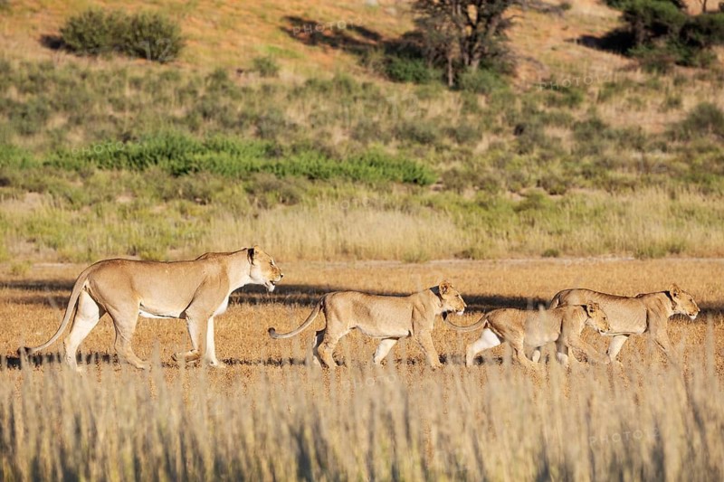 Lion (Panthera leo). Female with cubs. Kalahari Desert, Kgalagadi Transfrontier Park, South Africa