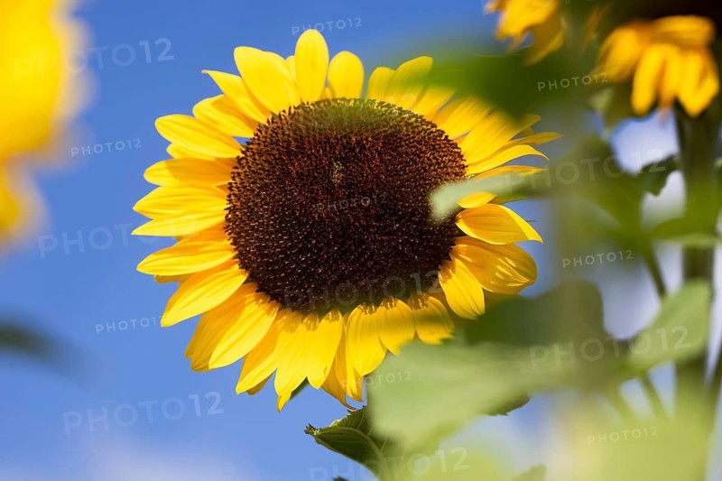 Sunflower field in the Palatinate