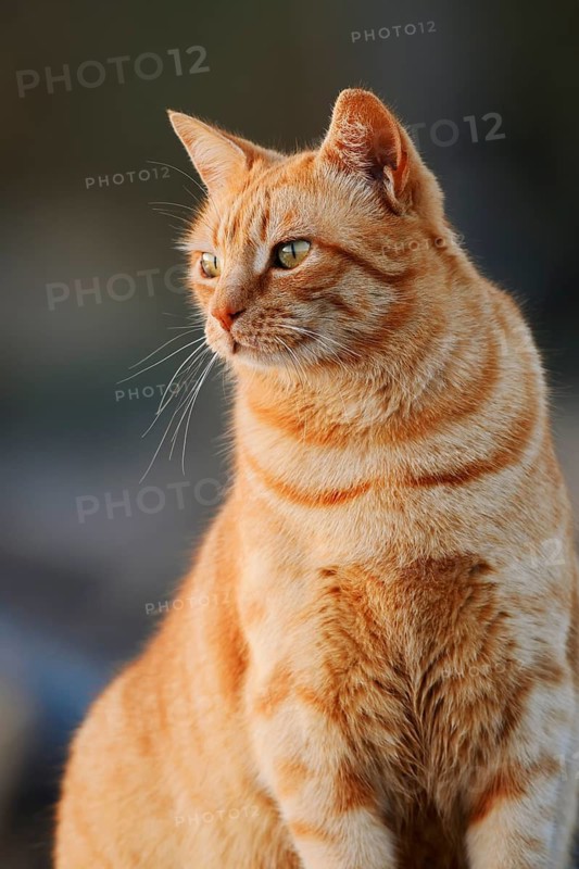 House cat, Fuerteventura, Canary Islands, Spain
